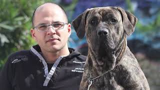 Dogo Canario Presa Canario από τον εκτροφέα Νικόλαο Ρουσίδη Cape Fear Kennel