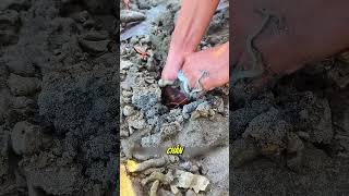 The Mystery of the Muddy Rocks on the Beach and the Unexpected Outcome #fishing