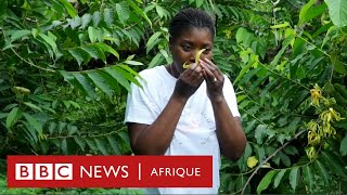 Les Comores, 1er producteur d’essence d'ylang-ylang