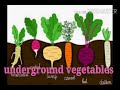 underground vegetables