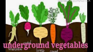 Underground vegetables