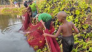 বিলের পুকুর থেকে দেশি মাছ ধরা দেখুন..Watch native fishing from Bill's Pond.