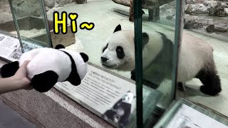 圓寶忙著找點心,看見窗前貓熊娃娃的反應!?😅|Giant Panda Yuan Bao,圆宝,貓熊,大貓熊,大熊貓