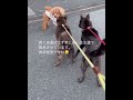 【甲斐犬】2頭同時散歩は難しい