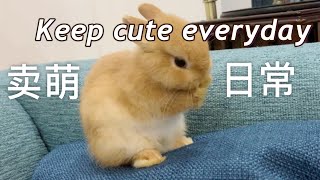 【小兔嗨嗨】守護兔兔的白肚皮！ Guard the white belly of Bunny!