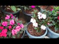 best potting mix for chinese balsam how to care and propogate chinese balsam impatiens plant salu