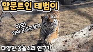 (4K)이제는 다양한 소리로 울어대는 태범이! 진짜 말문이 트이려나봐요 - 백두대간수목원 / 한국호랑이 / 호랑이숲