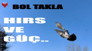 SIK TAKLADAKİ KUŞ NASIL UÇURULUR.? PART-2#pigeon #güvercin #oyunkuşu #hayvanlaralemi #tauben