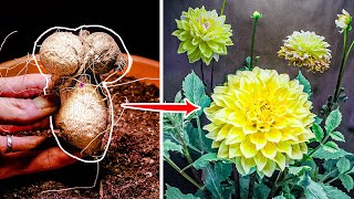 Dahlia Flower Growing Time Lapse  - Tuber To Bloom (90 Days)