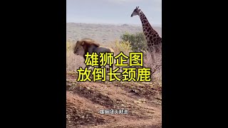 雄獅明修棧道，企圖放倒千斤重的長頸鹿！ #獅子 #長頸鹿 #內容啟發搜索 #野生動物零距離