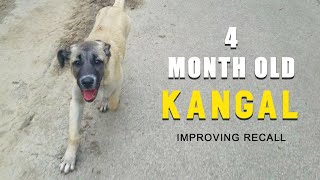 KANGAL PUPPY RECALL | 4 MONTH OLD TURKISH KANGAL DOG