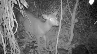 ニホンジカ くくり罠に掛かる瞬間 狩猟 トレイルカメラ 2017 01 04 sika Deer