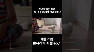 개돌라잇 뽀시래기 시절 ep.1 |  견생 첫 앉아 훈련 : 나는 앉고 싶을때만 앉는다 #아기강아지 #강아지 #강아지브이로그 #강아지일상 #반려견 #멍멍이 #반려동물 #cute