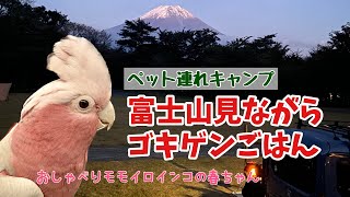 【鳥とキャンプ】富士山見ながら優雅にごはん？！【おしゃべりモモイロインコの春ちゃん】