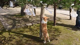 木登り猫@京都天橋立知恩寺文殊堂-cat climb tree at Amanohashidate,Kyoto-