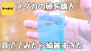 ヤフオクでめだかの卵、フロマージュを購入して育ててみた【メダカ】