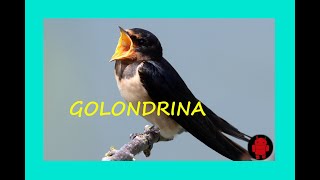 Reclamo de GOLONDRINA (Hirundo rustica) #42