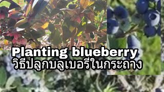 Planting blueberry in pot วิธีปลูกต้นบลูเบอรี่ลงในกระถาง superfood ผลไม้มากคุณค่า ปลูกง่าย|WA Garden