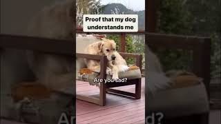 Dog knows #sweet #dog #dogs #funny #sad #bailey #chair