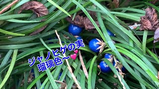 まるおの母　まるこの宿根草と低木の庭　2021 12 11 霜が降りた庭。すぐに溶けて、天気はよくなる感じ☀️ ミノムシの蓑を切ってみた😱　ジャノヒゲの実は瑠璃色〜