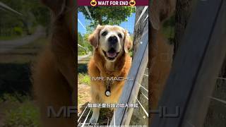 Micky 🐶 The dog | Story Of Amazing Dog 🐕 | Malayalam Funny | Part-225 #dog #shorts #malayalam #cute