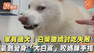 家有餓犬!白柴撒嬌討吃失敗 氣到變身「大白鯊」咬媽咪手指｜TVBS新聞｜擠看看