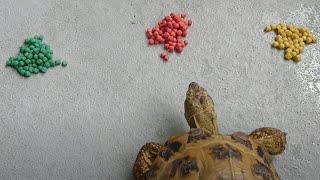 ロシアリクガメ　きき　かめフード食べ比べ