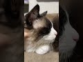 もふもふの首をわしゃわしゃするだけの動画　 ラグドール 猫 猫のいる生活 猫のいる暮らし 水月家の雪之丞 cat 番組看板猫