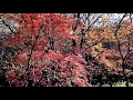 【のんびり散歩】紅葉の残る 嵐山渓谷を歩いてみました 埼玉県比企郡