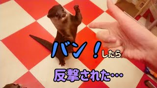 カワウソと覚えたての芸で遊んでみたよ！エンリケちゃん