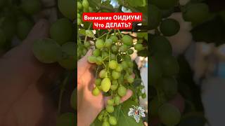 Внимание ОИДИУМ на ВИНОГРАДЕ! Что ДЕЛАТЬ? Как ЛЕЧИТЬ? #виноград #виноградарство #оидиум #садиогород