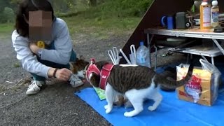 【猫連れ春キャンプ2日目】予期せぬ出会い  2016.04.16  Camp Cats