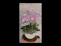 Hoa Lan Hồ Điệp / Orchid