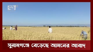 ৬৫ ভাগ জমির আমন ধান কাটা শেষ, ভালো ফলনে খুশি কৃষক | Sunamganj | News | Ekattor TV