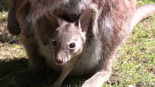 Baby Parma Wallaby Explores Surroundings With Its Mother - 1504341