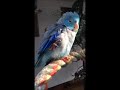 parrotlet chirping