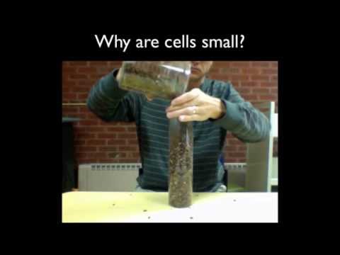 Why are cells limited in size?