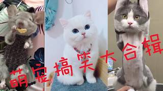 抖音猫狗宠物搞笑