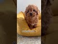 before u0026 after😱how this maltipoo puppy has changed maltipoo puppies cute short puppyvideos