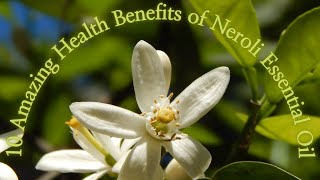 10 Amazing Health Benefits of Neroli Essential Oil