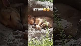 Avanai paavam nightduty pathutu dayduty pakaran🤣🤣#aniimalsdubbing #doglife#plz_subscribe_my_channel