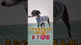 おっさんが作る犬服 37着目:ウェーブボーダータンクトップ #shorts #イタグレ #ミニピン