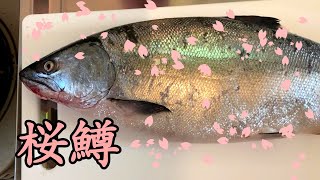 【前編】桜の時期にはサクラマス！捌いていきます！