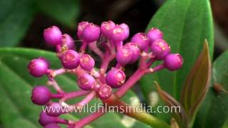 Medinilla sahyadrica: named after the governor of Mariana Islands