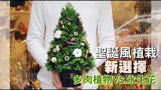 不是塑膠也不會枯萎 這款聖誕盆栽療癒又環保 | 台灣蘋果日報