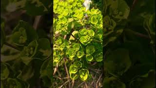 रोड साइड यह पता नहीं कौन सा प्लांट है पर बहुत सुंदर है #beautiful #youtubeshorts #shortvideo #nature