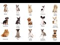 JavaScript Demo: Fetching JSON Data