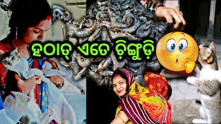 ହଠାତ ଏତେ ଚିଙ୍ଗୁଡି କିଏ ଆଣିଲା 😵 ? | Odia Vlogs | Dida Verse Vlogs