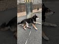 いやいや犬 黒柴 柴犬 散歩嫌い 帰りたい犬 こてつ 虎鉄ちゃん そっちじゃなくて こっちかぁ〜