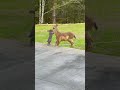Real-life Bambi And Thumper